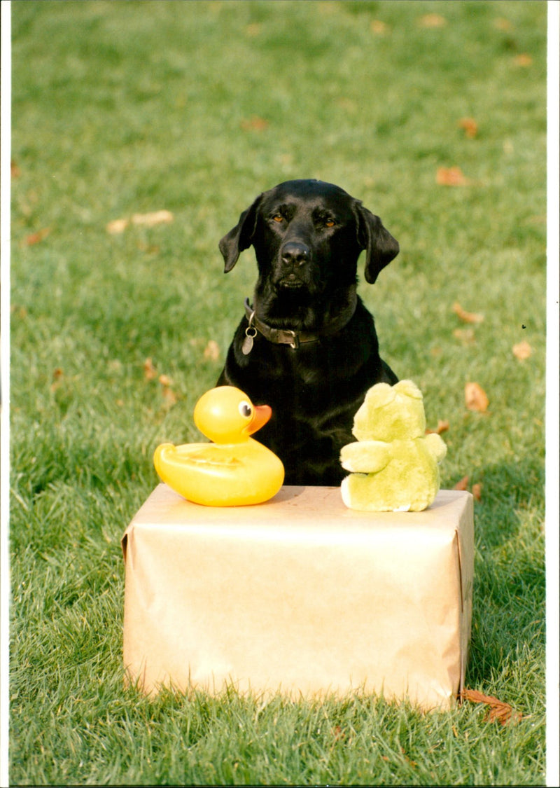 Dogs - Vintage Photograph