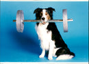 Dogs, Cayne with te dumbell. - Vintage Photograph