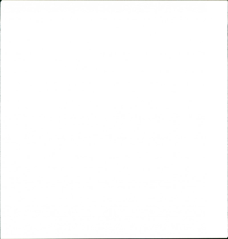 Dogs - Vintage Photograph