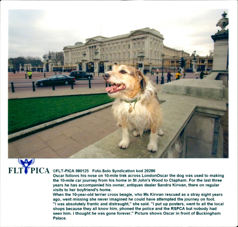 Dogs - Vintage Photograph