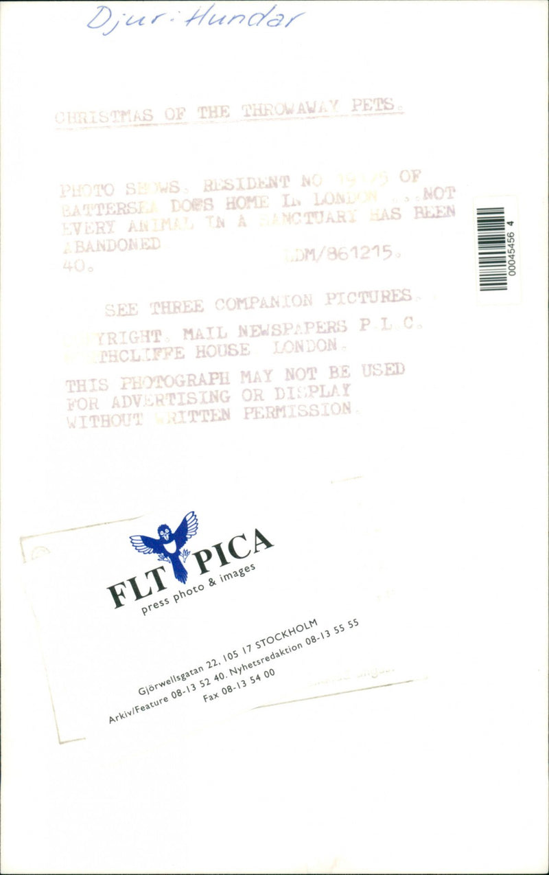 Dogs - Vintage Photograph