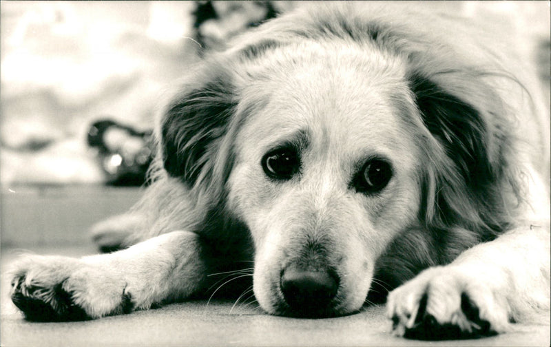 Dogs - Vintage Photograph