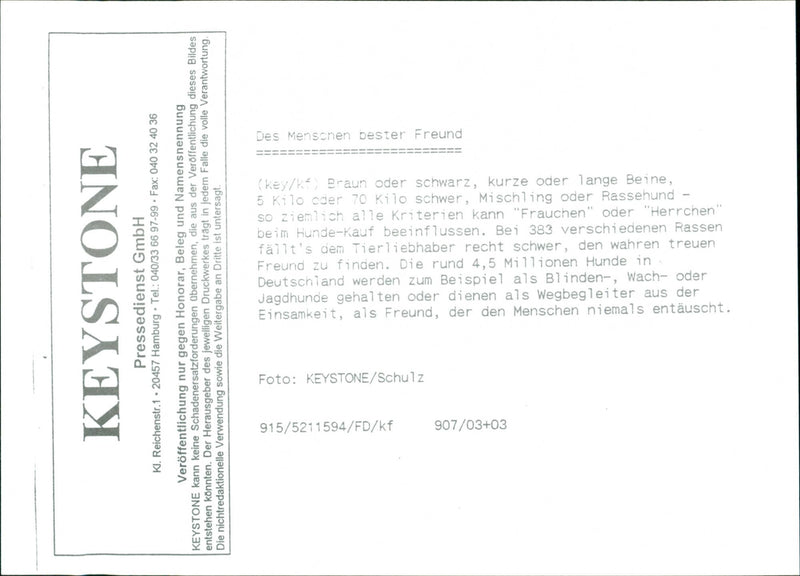 Dogs - Vintage Photograph