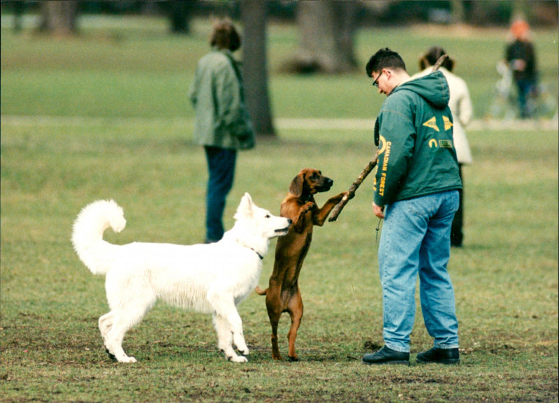 Dogs - Vintage Photograph