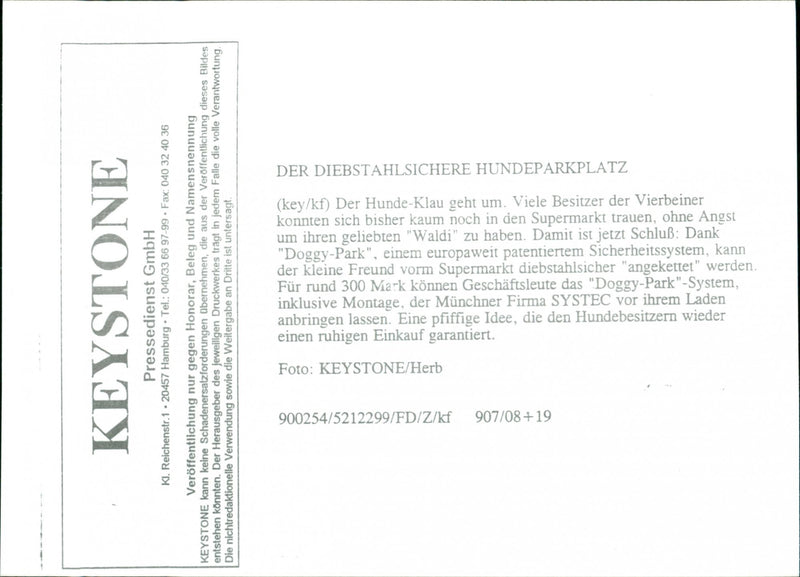 Dogs - Vintage Photograph