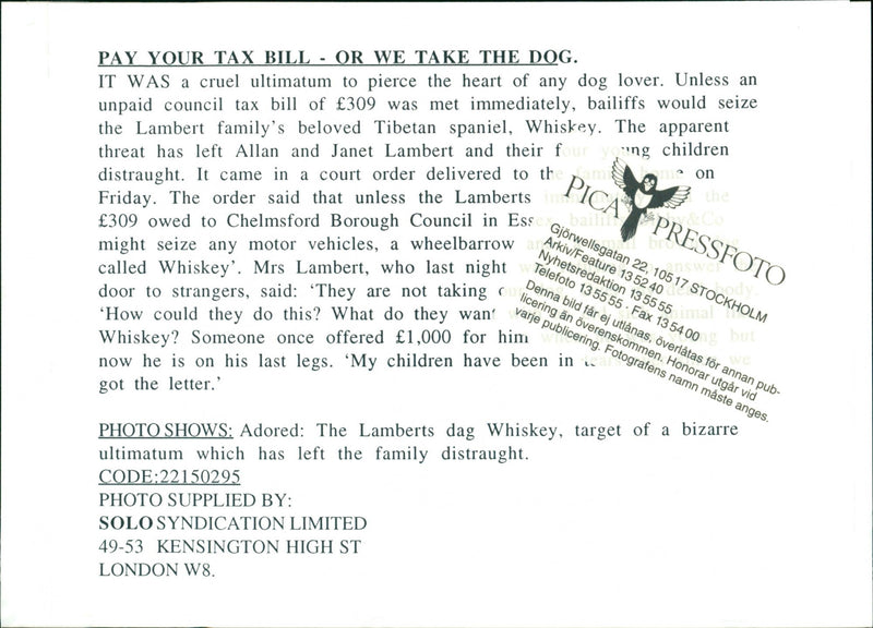 Dogs - Vintage Photograph