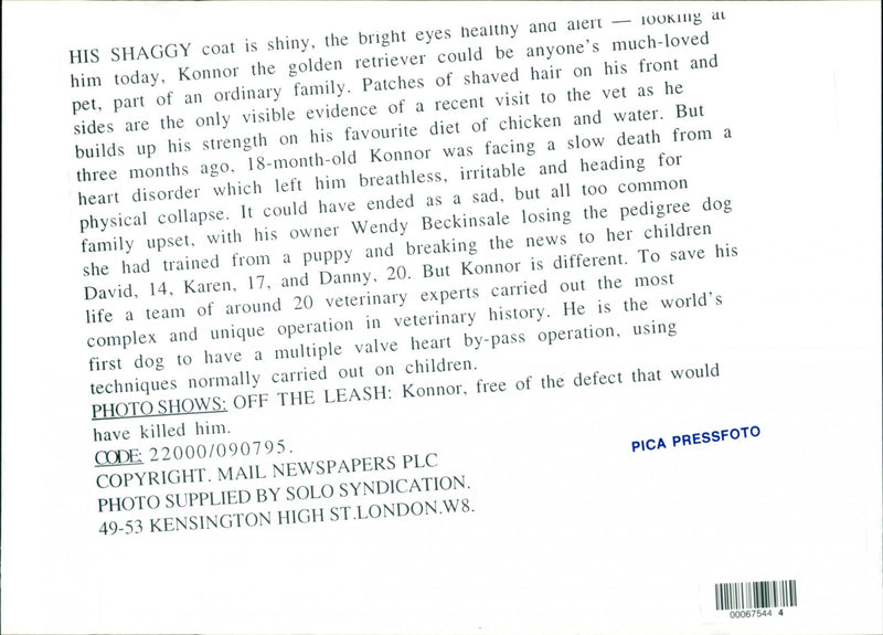 Dogs - Vintage Photograph