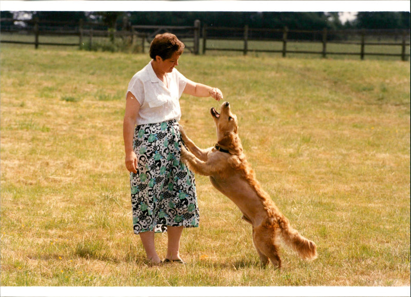 Dogs - Vintage Photograph