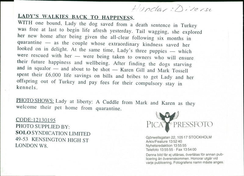 Dogs - Vintage Photograph