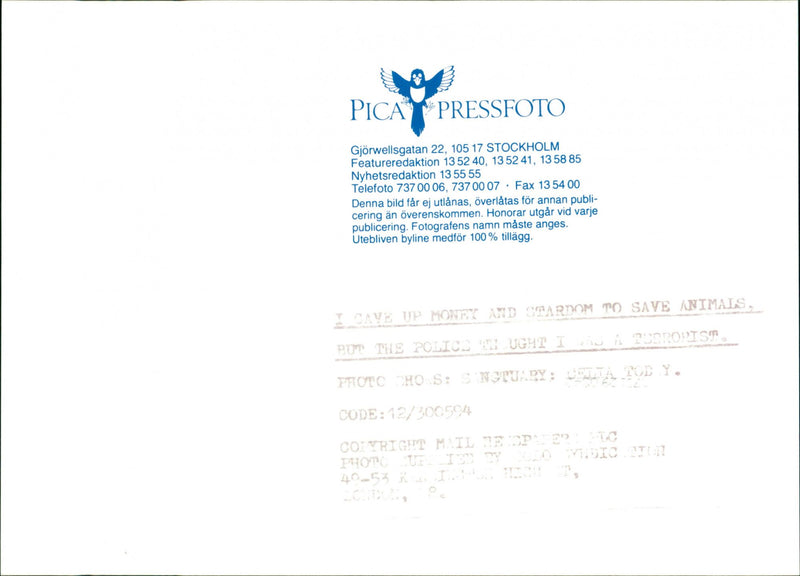 Dogs - Vintage Photograph