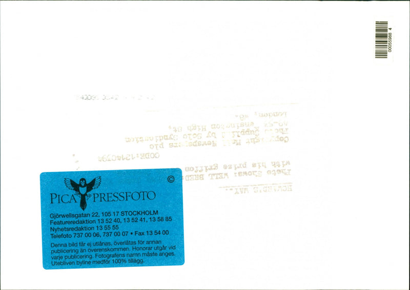 Dogs - Vintage Photograph