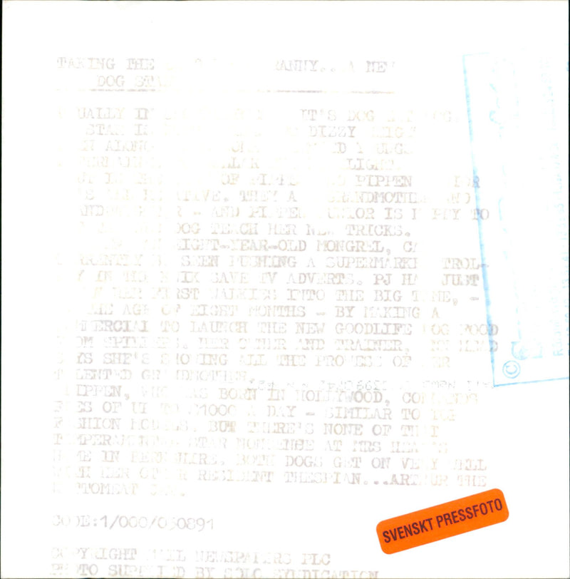 Dogs - Vintage Photograph