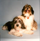 Dogs - Vintage Photograph