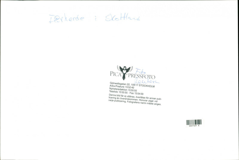 Animal: Sheep - Vintage Photograph