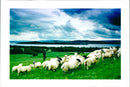 Animal: Sheep - Vintage Photograph