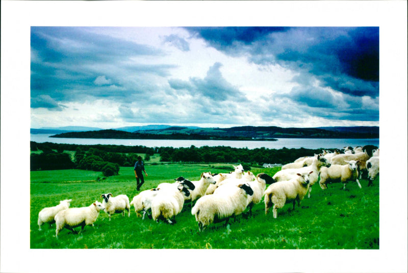Animal: Sheep - Vintage Photograph