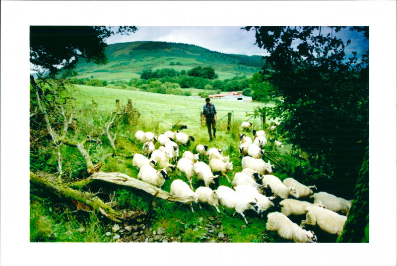 Animal: Sheep - Vintage Photograph