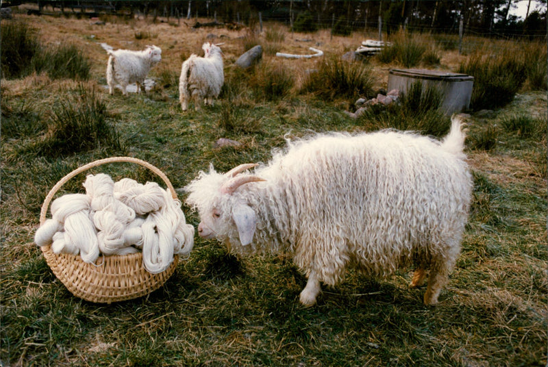 Animal: Sheep - Vintage Photograph