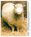 Animal: Sheep - Vintage Photograph