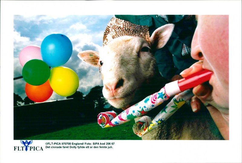 Animal: Sheep - Vintage Photograph