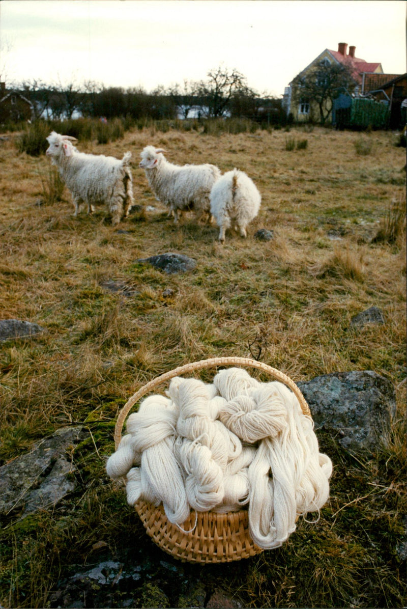 Animal: Sheep - Vintage Photograph