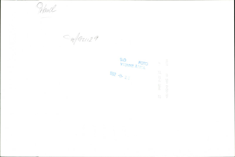 Animal: Sheep - Vintage Photograph