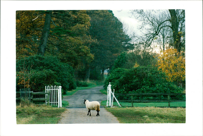 Animal: Sheep - Vintage Photograph