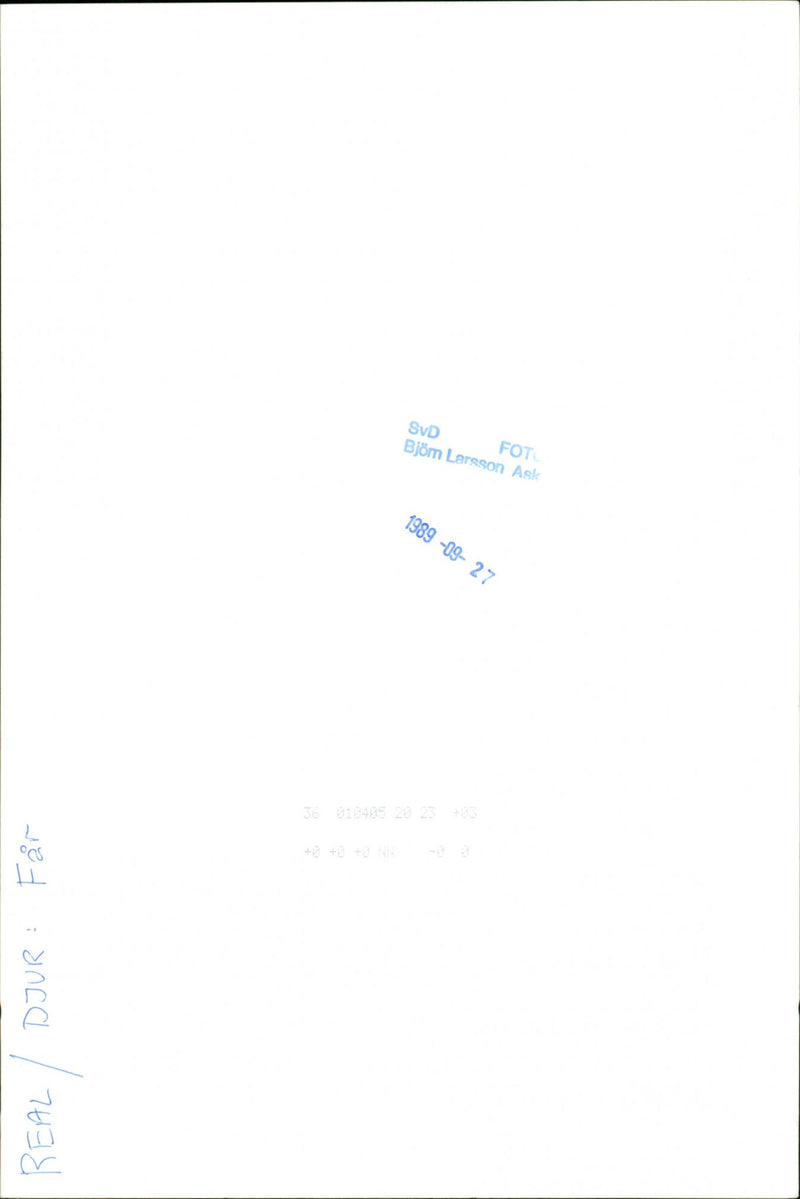 Animal: Sheep - Vintage Photograph