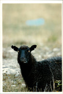 Animal: Sheep - Vintage Photograph