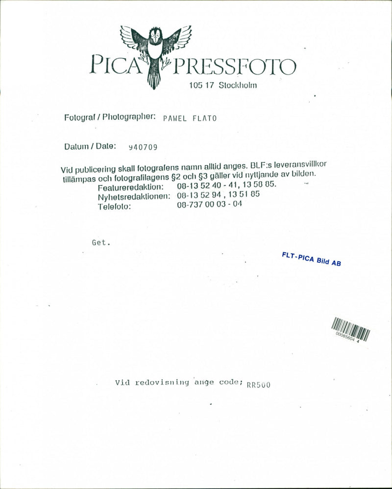 Animal: Sheep - Vintage Photograph