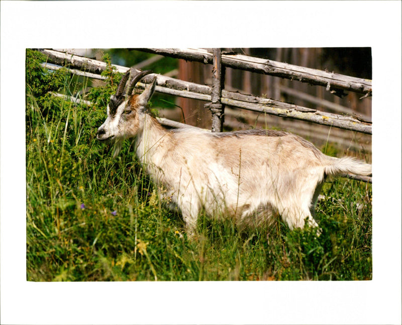 Animal: Sheep - Vintage Photograph