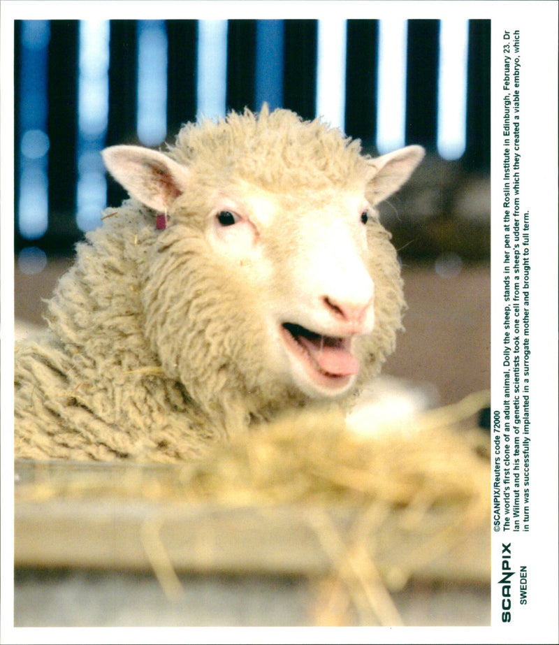 Animal: Sheep - Vintage Photograph