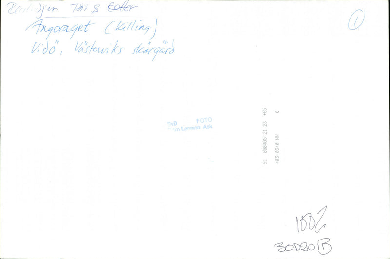 Animal: Sheep - Vintage Photograph