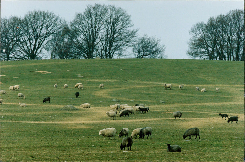 Animal: Sheep - Vintage Photograph