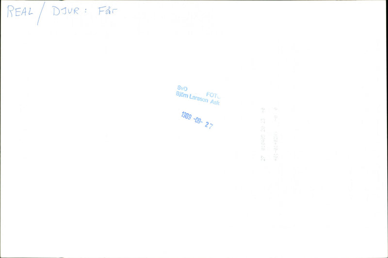 Animal: Sheep - Vintage Photograph