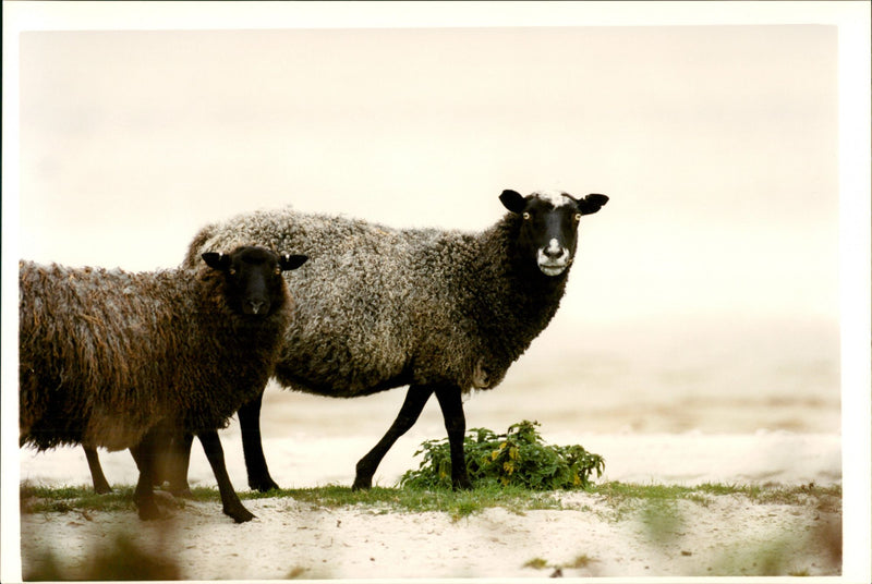 Animal: Sheep - Vintage Photograph