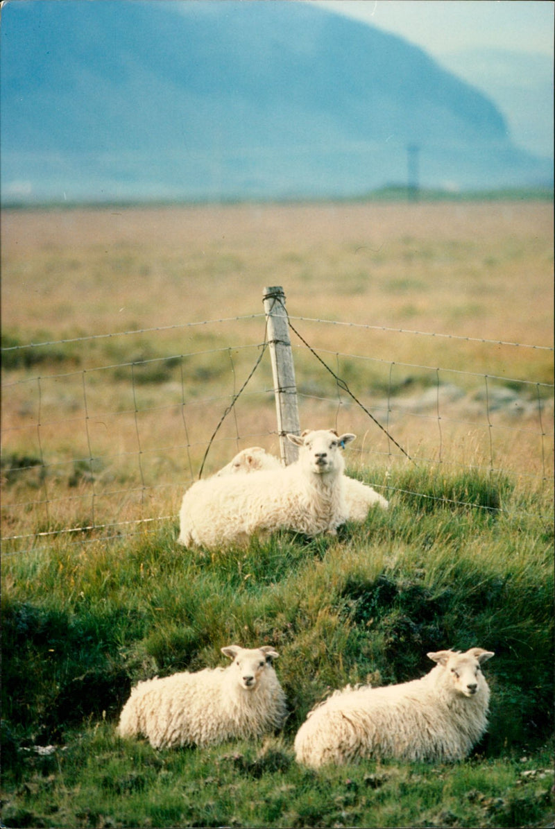 Animal: Sheep - Vintage Photograph