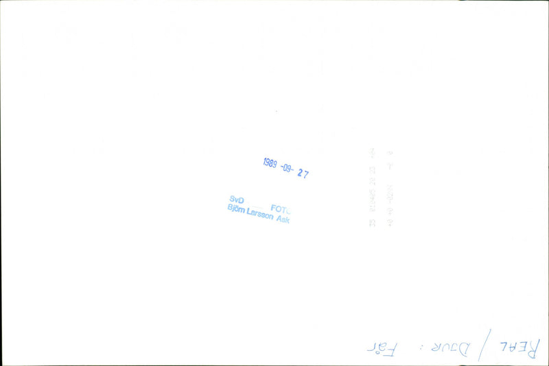 Animal: Sheep - Vintage Photograph