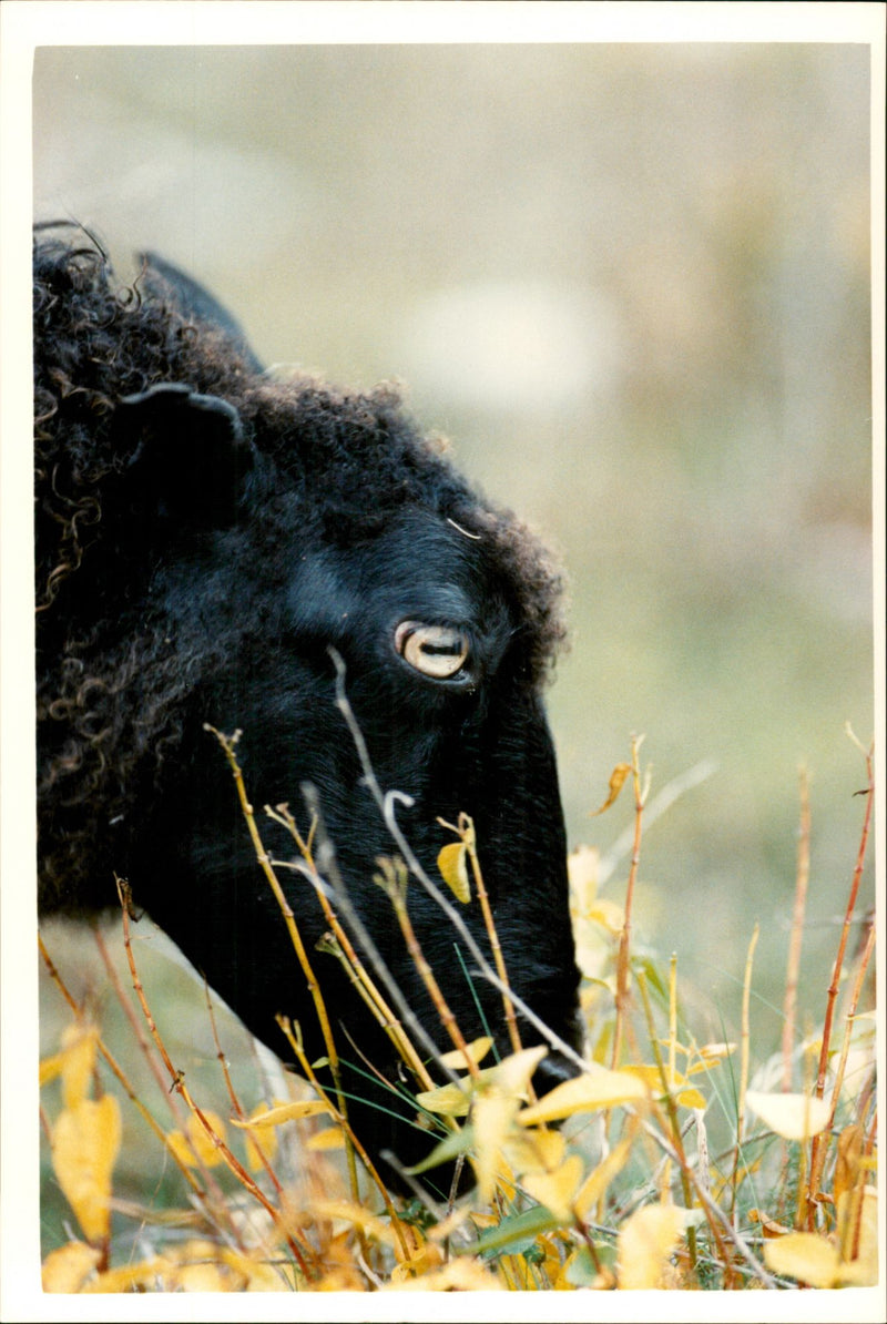 Animal: Sheep - Vintage Photograph