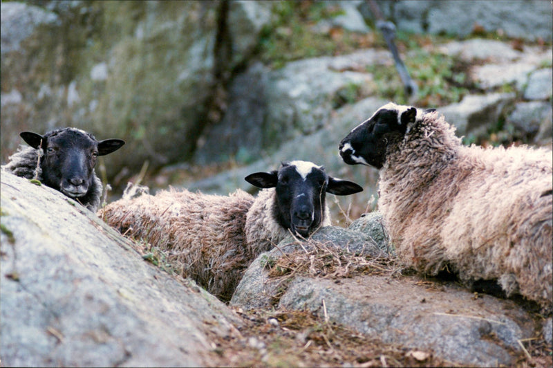 Animal: Sheep - Vintage Photograph