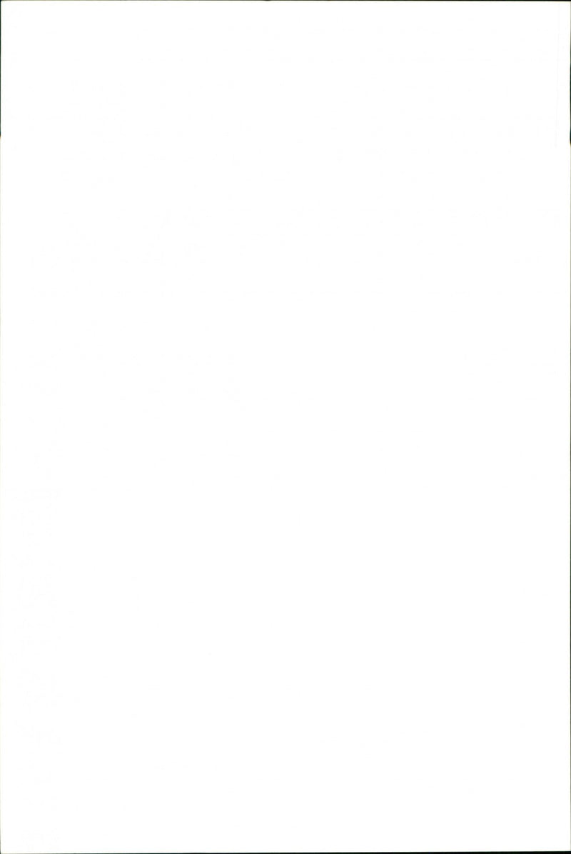 Animal: Sheep - Vintage Photograph