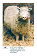 Animal: Sheep - Vintage Photograph