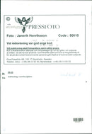 Animal: Sheep - Vintage Photograph