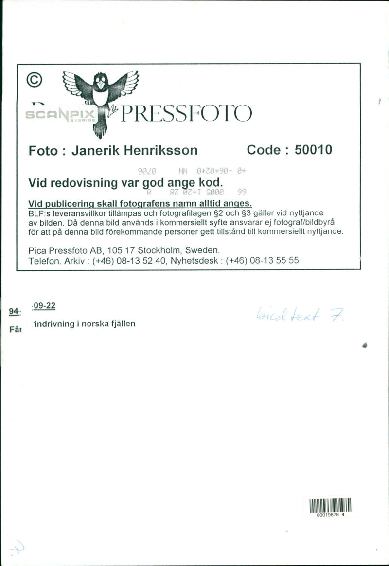 Animal: Sheep - Vintage Photograph