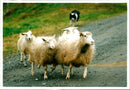 Animal: Sheep - Vintage Photograph