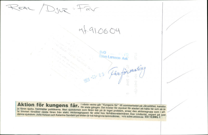 Animal: Sheep - Vintage Photograph