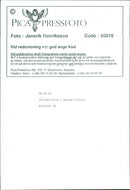 Animal: Sheep - Vintage Photograph