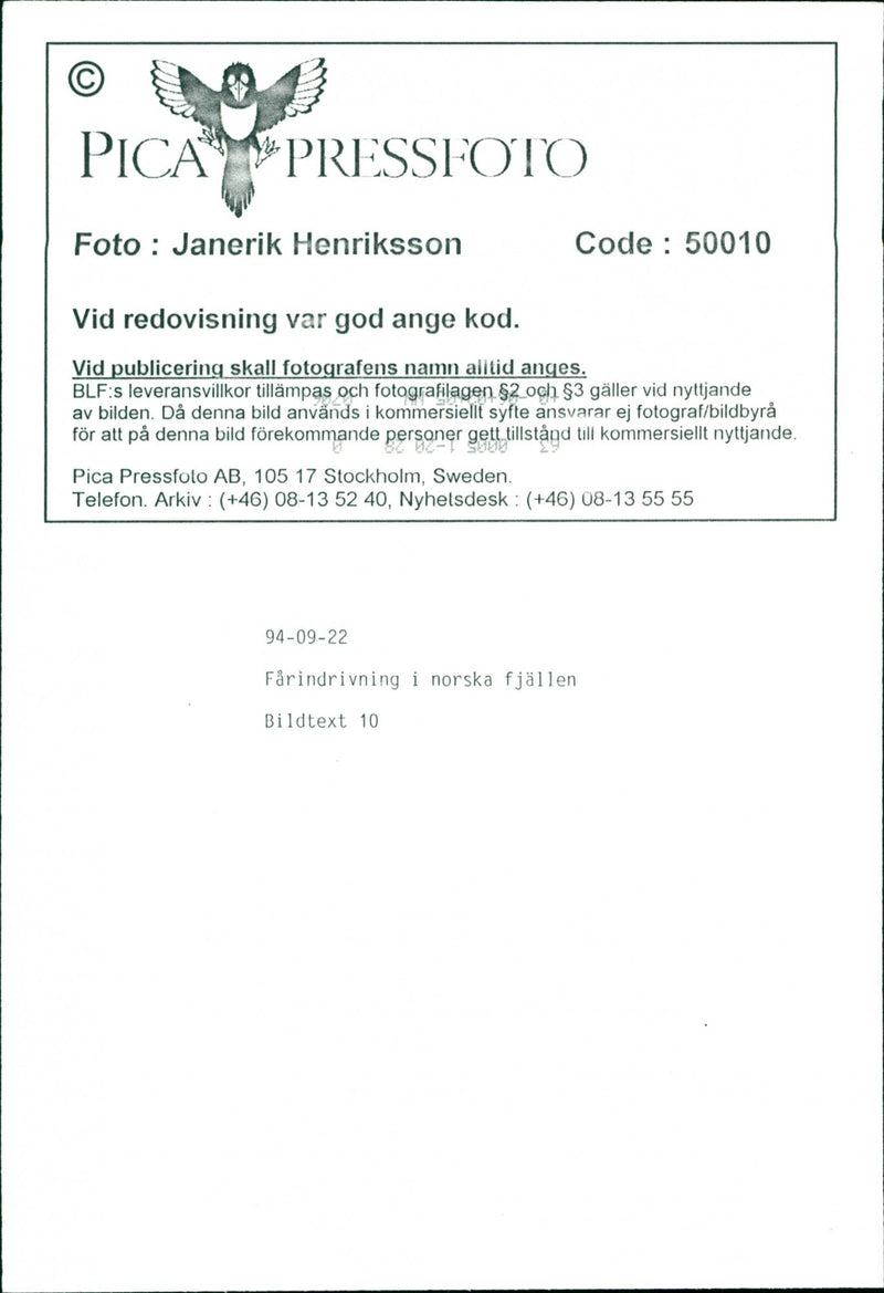 Animal: Sheep - Vintage Photograph