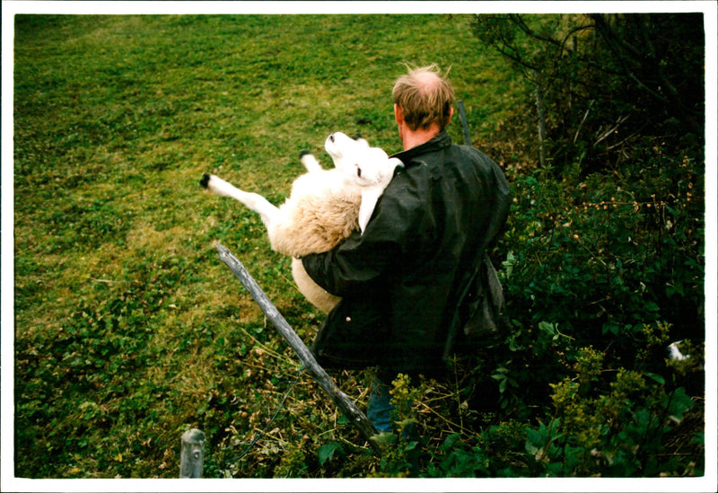 Animal: Sheep - Vintage Photograph