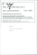 Animal: Sheep - Vintage Photograph